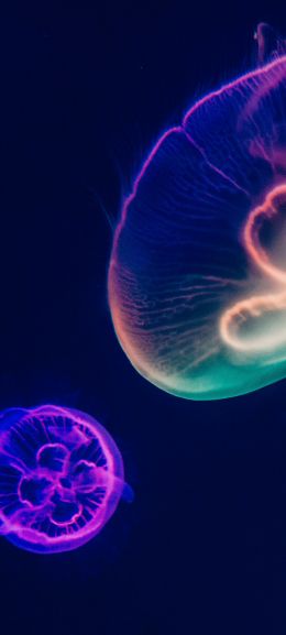 underwater world, jellyfish, dark Wallpaper 1440x3200