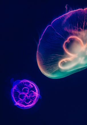 underwater world, jellyfish, dark Wallpaper 1640x2360