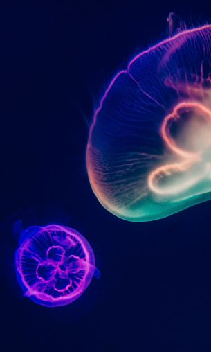 underwater world, jellyfish, dark Wallpaper 1200x2000