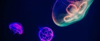 Обои 3440x1440 подводный мир, медузы, темный