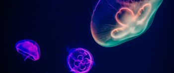 Обои 2560x1080 подводный мир, медузы, темный