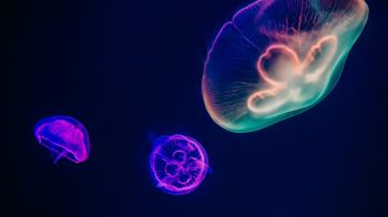 Обои 1920x1080 подводный мир, медузы, темный