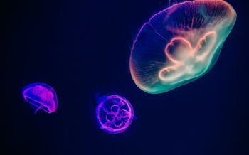 Обои 2560x1600 подводный мир, медузы, темный