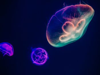 Обои 800x600 подводный мир, медузы, темный