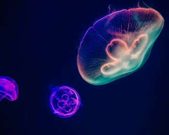 Обои 1280x1024 подводный мир, медузы, темный