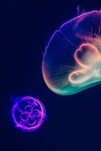 Обои 640x960 подводный мир, медузы, темный