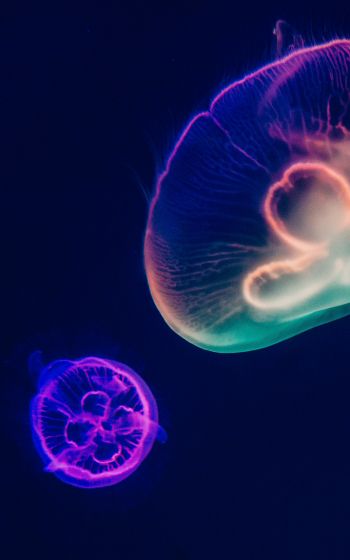 Обои 800x1280 подводный мир, медузы, темный