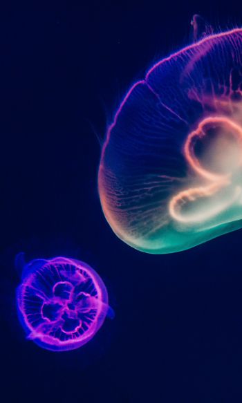 Обои 1200x2000 подводный мир, медузы, темный