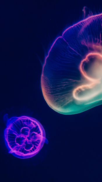 Обои 640x1136 подводный мир, медузы, темный