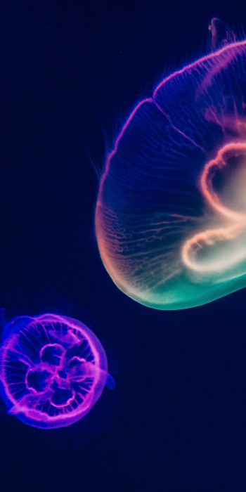 Обои 720x1440 подводный мир, медузы, темный