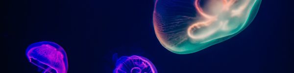 Обои 1590x400 подводный мир, медузы, темный