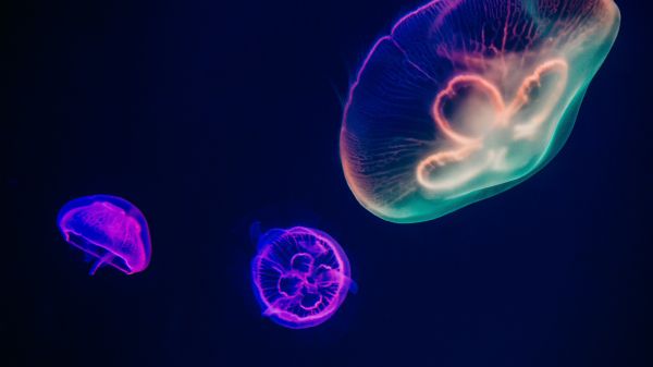 Обои 1600x900 подводный мир, медузы, темный