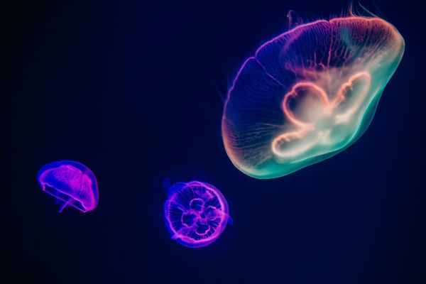 underwater world, jellyfish, dark Wallpaper 6000x4000