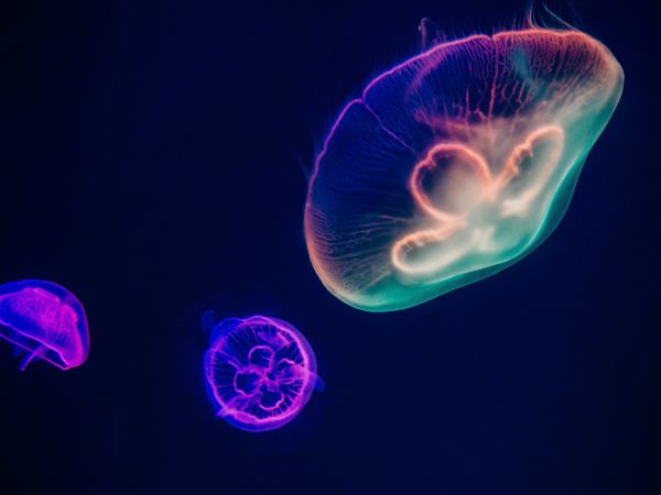 Обои 800x600 подводный мир, медузы, темный