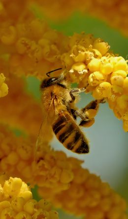 bee, insect, flowers Wallpaper 600x1024