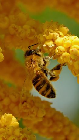 Обои 640x1136 пчела, насекомое, цветы