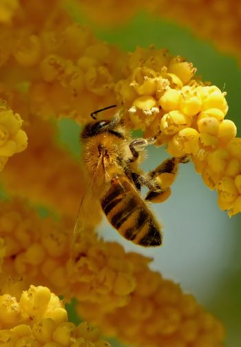 Обои 1640x2360 пчела, насекомое, цветы
