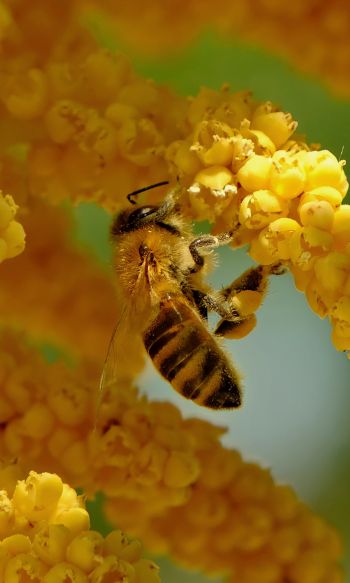 bee, insect, flowers Wallpaper 1200x2000