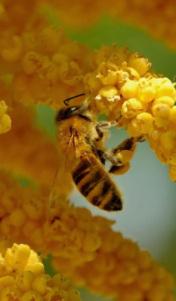 bee, insect, flowers Wallpaper 600x1024