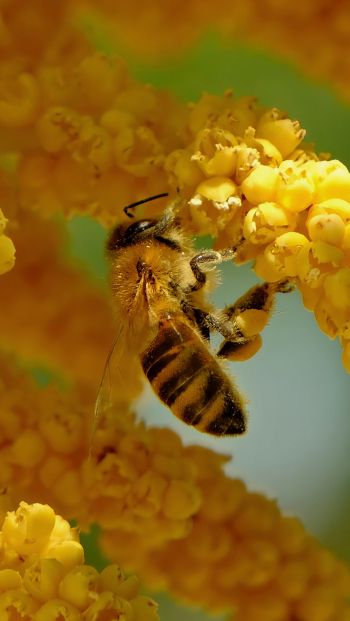 Обои 640x1136 пчела, насекомое, цветы