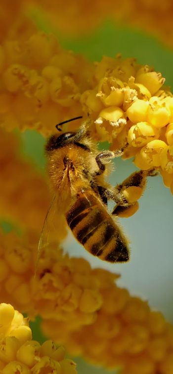 Обои 828x1792 пчела, насекомое, цветы