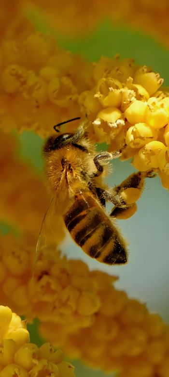 Обои 1080x2400 пчела, насекомое, цветы