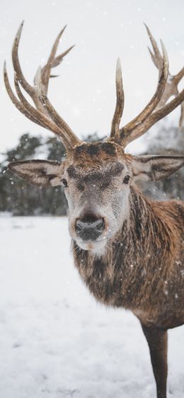 deer, winter, snow Wallpaper 828x1792