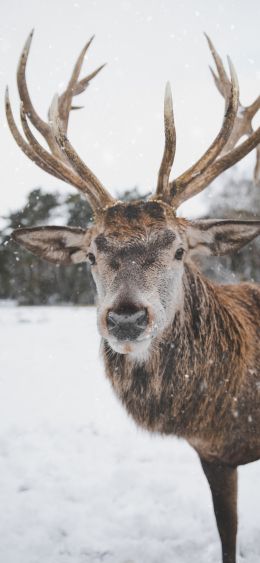 deer, winter, snow Wallpaper 1080x2340