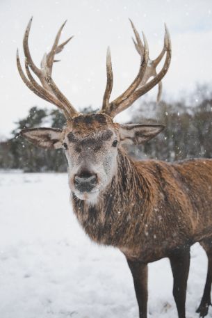 deer, winter, snow Wallpaper 4480x6720