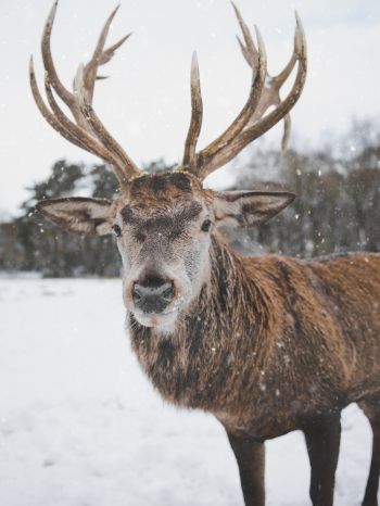 deer, winter, snow Wallpaper 1536x2048