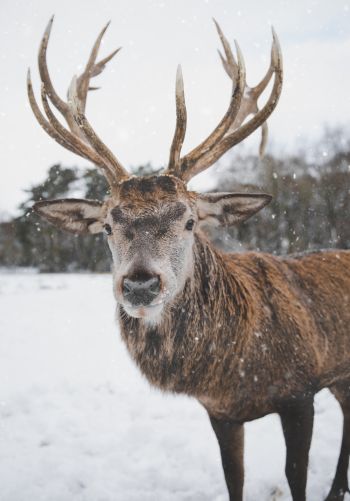 deer, winter, snow Wallpaper 1668x2388