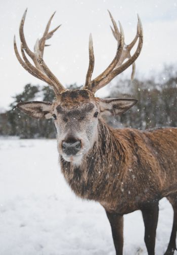 deer, winter, snow Wallpaper 1640x2360