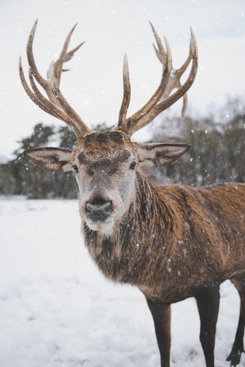 deer, winter, snow Wallpaper 640x960