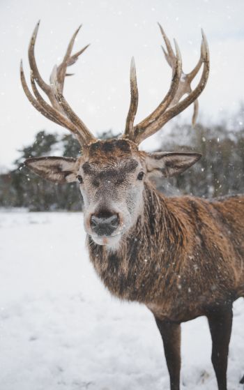 deer, winter, snow Wallpaper 1752x2800