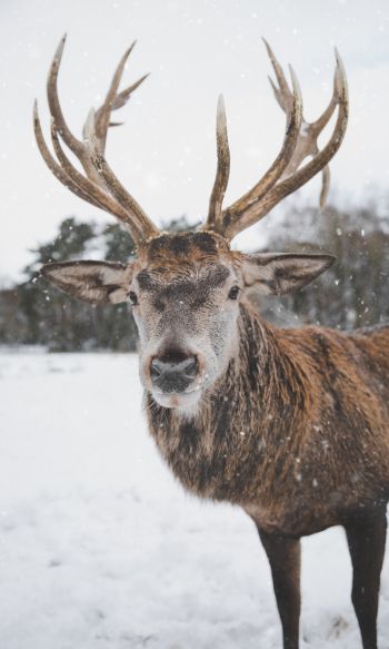deer, winter, snow Wallpaper 1200x2000