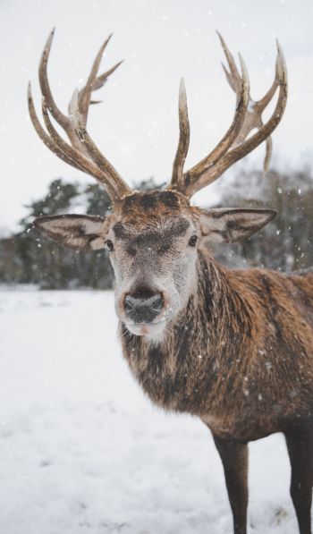 deer, winter, snow Wallpaper 600x1024