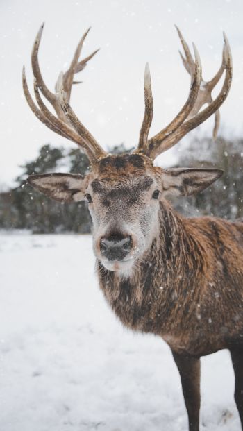 deer, winter, snow Wallpaper 640x1136