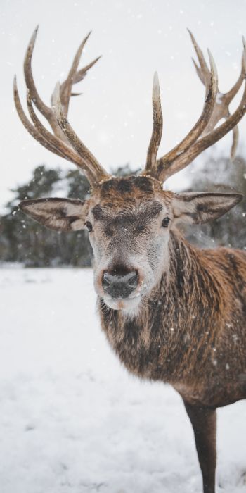 deer, winter, snow Wallpaper 720x1440