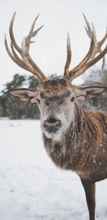 deer, winter, snow Wallpaper 1080x2220