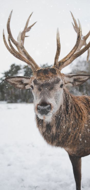 deer, winter, snow Wallpaper 720x1520