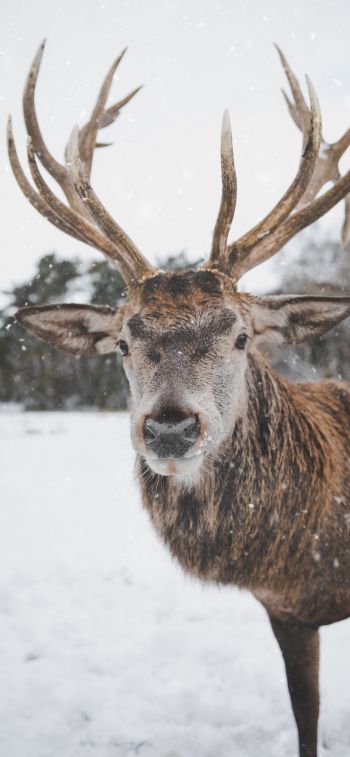 deer, winter, snow Wallpaper 1170x2532