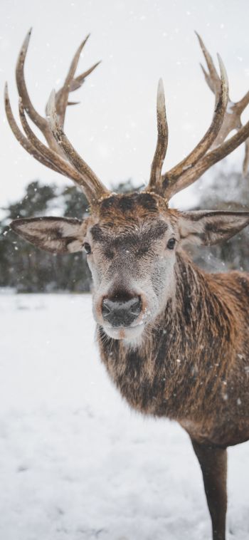 deer, winter, snow Wallpaper 1080x2340