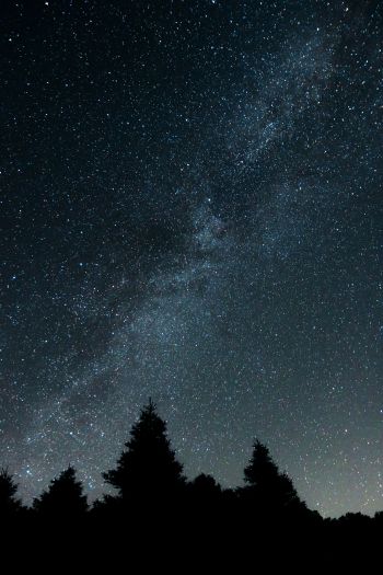 starry night, forest Wallpaper 640x960