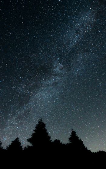 starry night, forest Wallpaper 800x1280