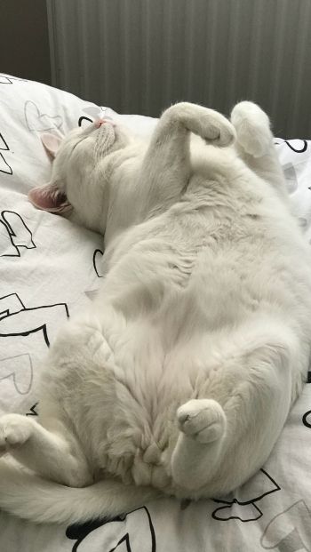 white cat, pet Wallpaper 640x1136