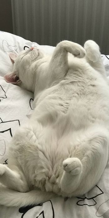 Обои 720x1440 белый кот, домашний питомец
