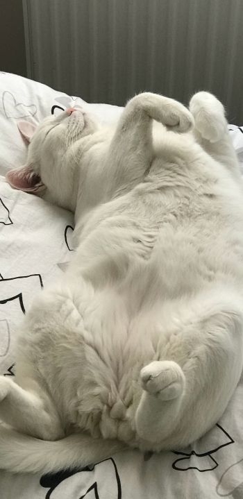 white cat, pet Wallpaper 1080x2220