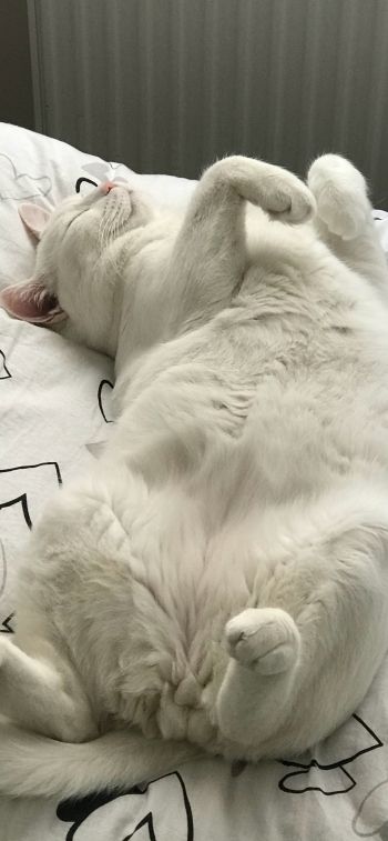 white cat, pet Wallpaper 1284x2778
