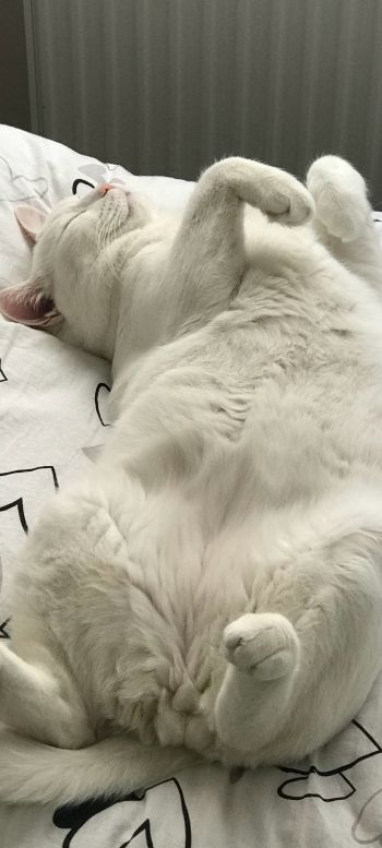 Обои 720x1600 белый кот, домашний питомец