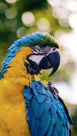 parrot, West Palm Beach, USA Wallpaper 2160x3840
